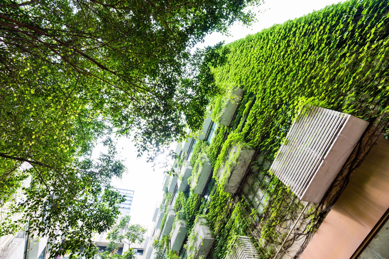 Green plants are growing on building walls.